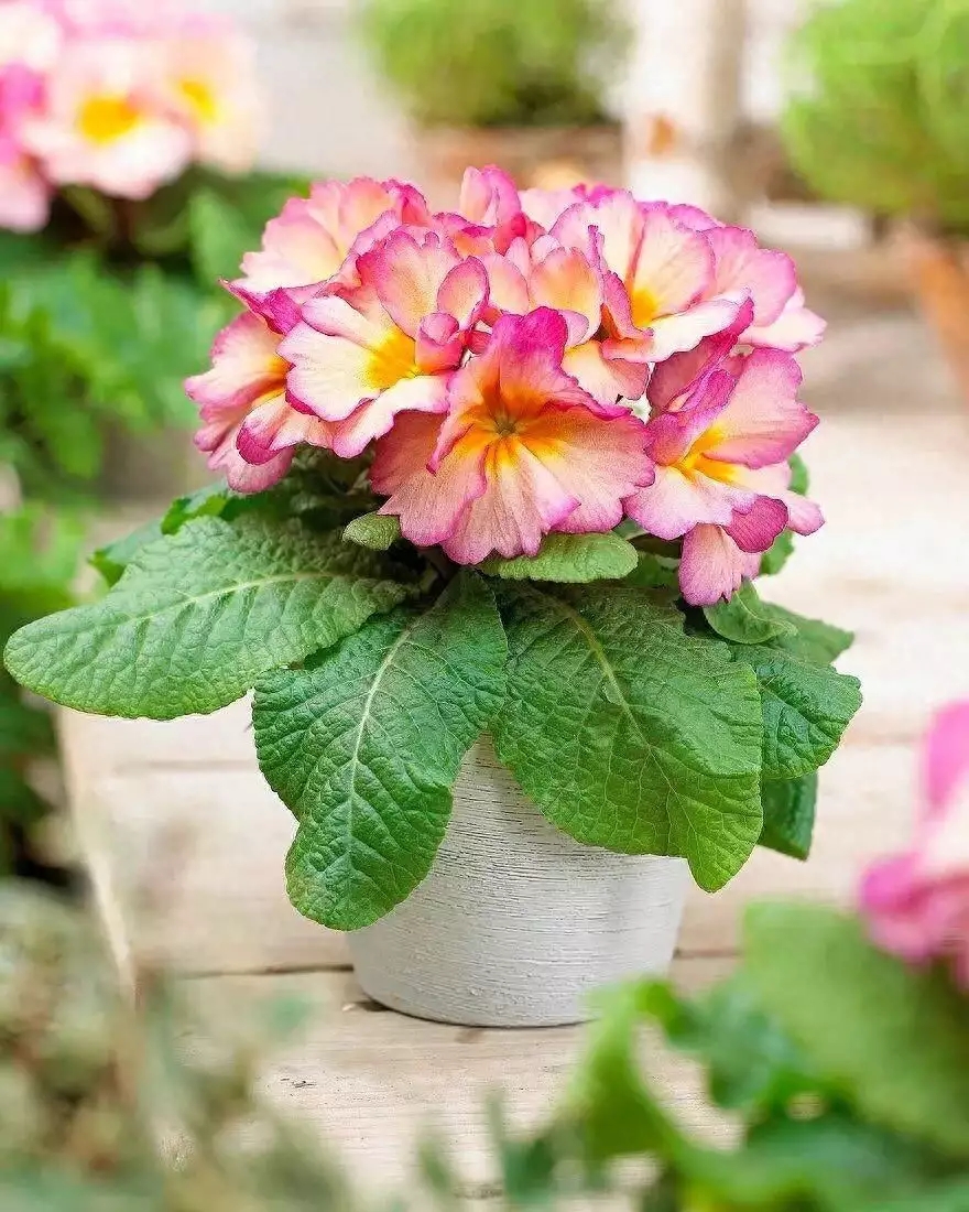 1701742920201311.jpg t017f723eefec222123.webp.jpg