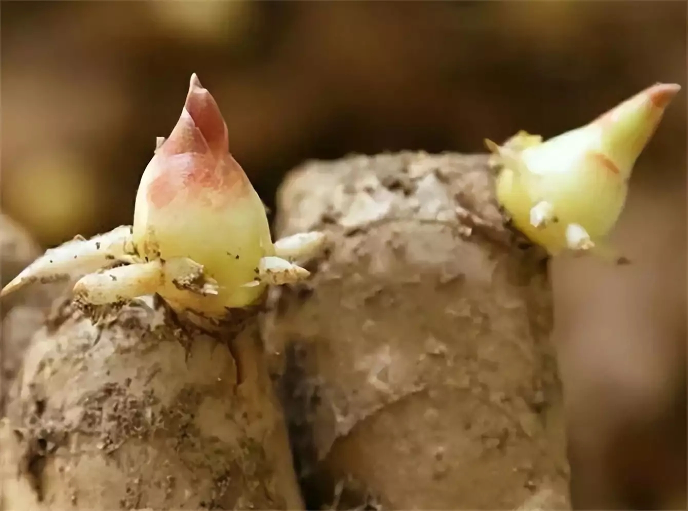 1702090522579058.jpg t01fb60a74e911ea2a8.webp.jpg