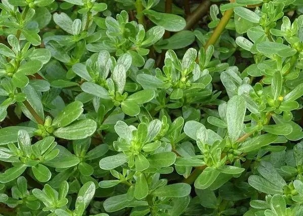 1702607444275428.jpg t013050529488a455a5.webp.jpg