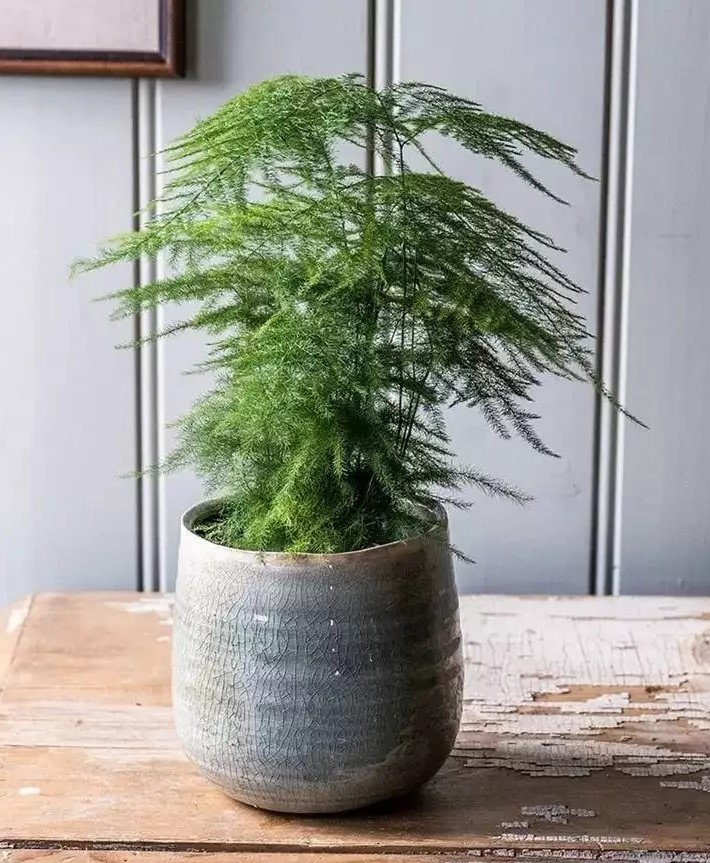 1706432286848249.jpg t010573f25429c7f127.webp.jpg