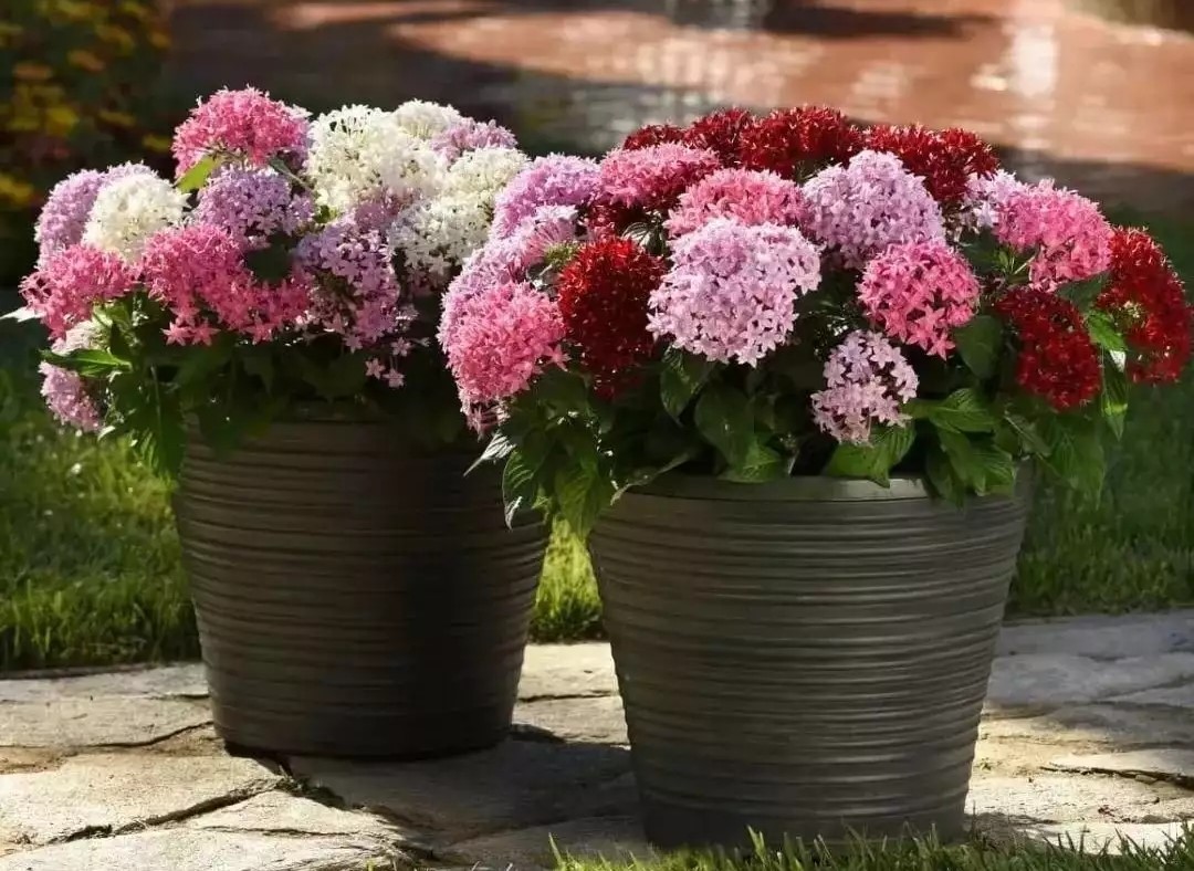 1715310143993225.jpg t01639c73f1624e02fc.webp.jpg